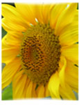 Tournesol