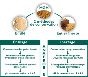 MGH