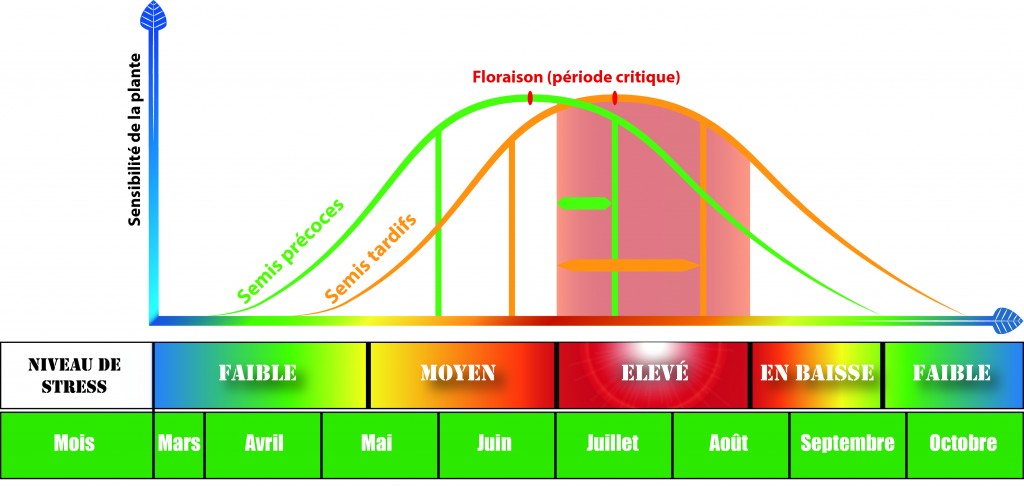 Schema_methode_esquive_semis_precoce