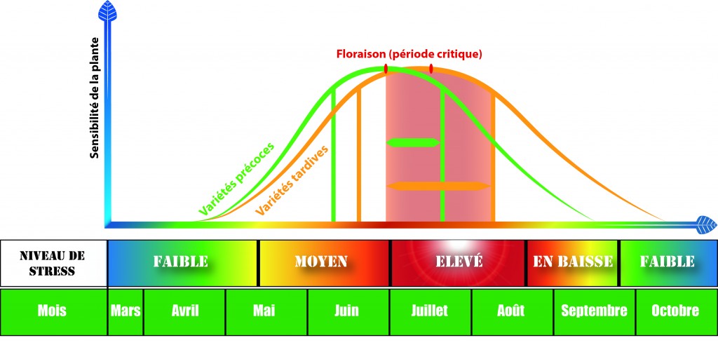 Schema_methode_esquive_varietes_precoce