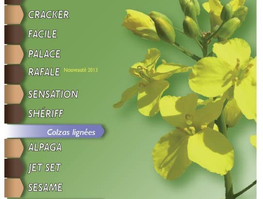 Variétales colza