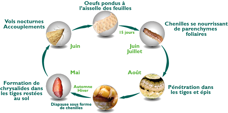 cycle pyrale