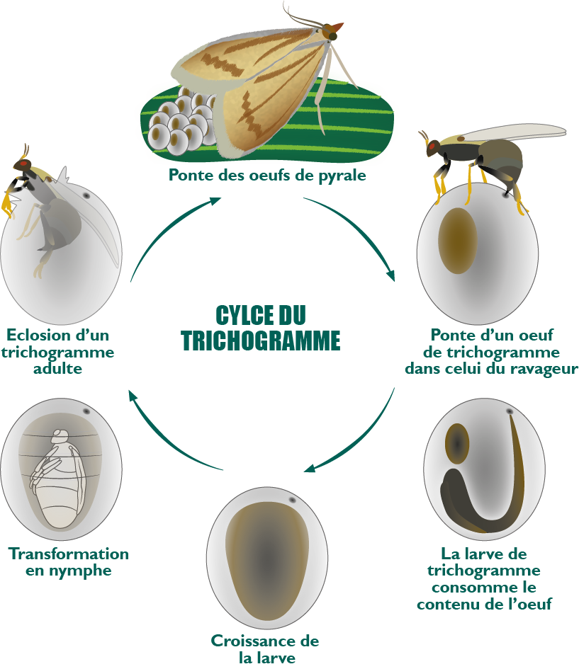 cycle trichogramme