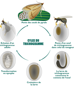 cycle trichogramme