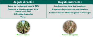 degats directs indirects pyrale