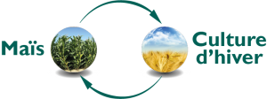 rotation cultures