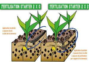 schema starter web