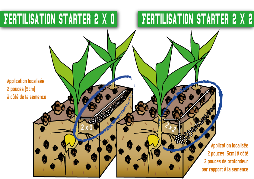 schema starter web