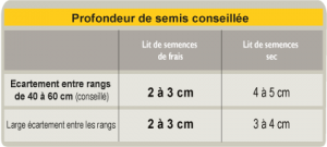tournesol tableau profondeur semis