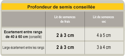 tournesol tableau profondeur semis