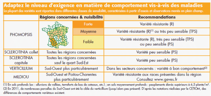 tournesols niveau exigence comportement maladies