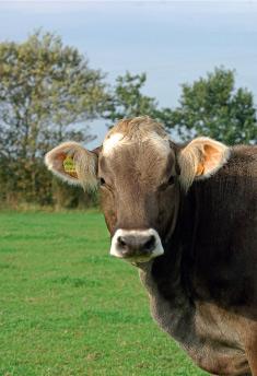 prairiescope elevage vache