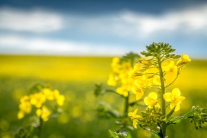 macro shot of a rapeseed with field of rapeseed in the background