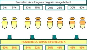 Observation des grains pour déterminer le taux d’humidité