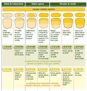 grains de mais taux matiere Seche
