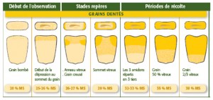 Observation des grains de maïs pour déterminer le taux de matière sèche, pour les grains dentés