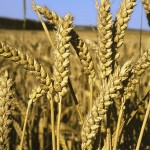 blé tendre