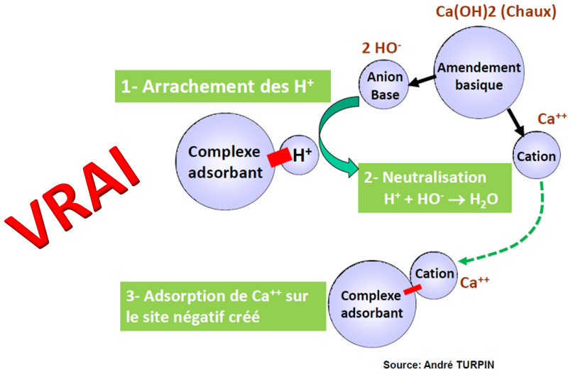 anion clacium