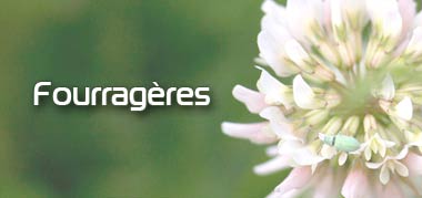 fourrageres accueil