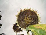 tournesol