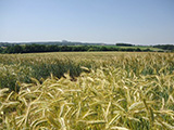 triticale