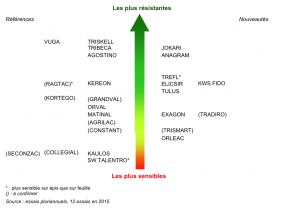 triticale