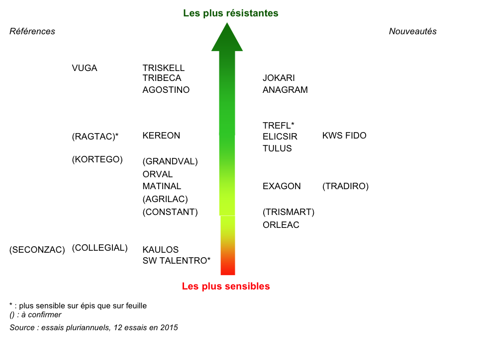 triticale