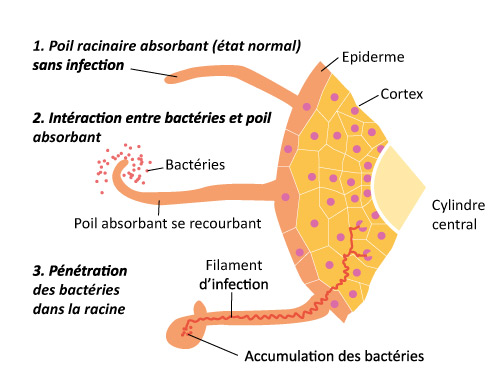 processus infection racine