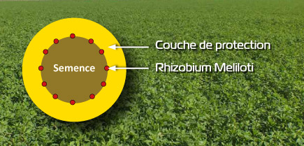 semence rhizactiv