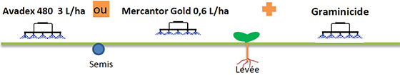 schema desherbage betterave