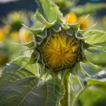 TOURNESOL-102_576x383