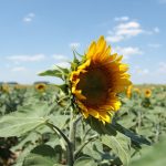 centre_tournesol_3_576x384