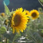 TOURNESOL-101_576x383