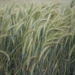 TRITICALE-5_576x383