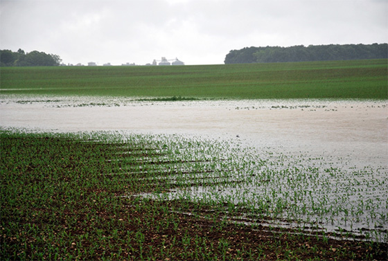 Photo 1 : parcelle de maïs ennoyée le 31 mai 2016 secteur plaine autour de Beauce la Romaine (41).