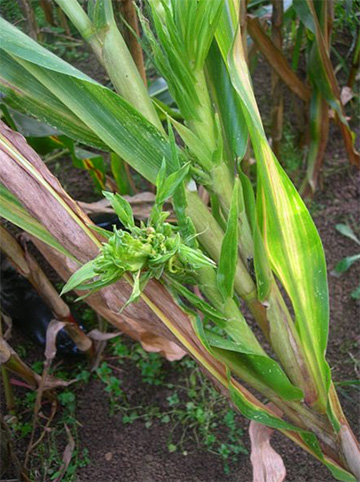 Photo 2 : symptômes de mildiou observés sur des plantes ennoyées au stade 4-5 feuilles.