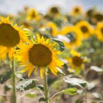 tournesol_576x383