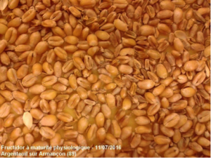 Photo 1 : Echantillon de grains à maturité physiologique (Fructidor, essai ARVALIS – Argenteuil-sur-Armançon, 11/07/2016). Photo L. Pelce