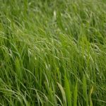 f_ray_grass_5