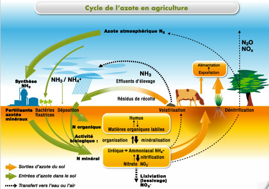 Le cycle de l'azote (leçon)