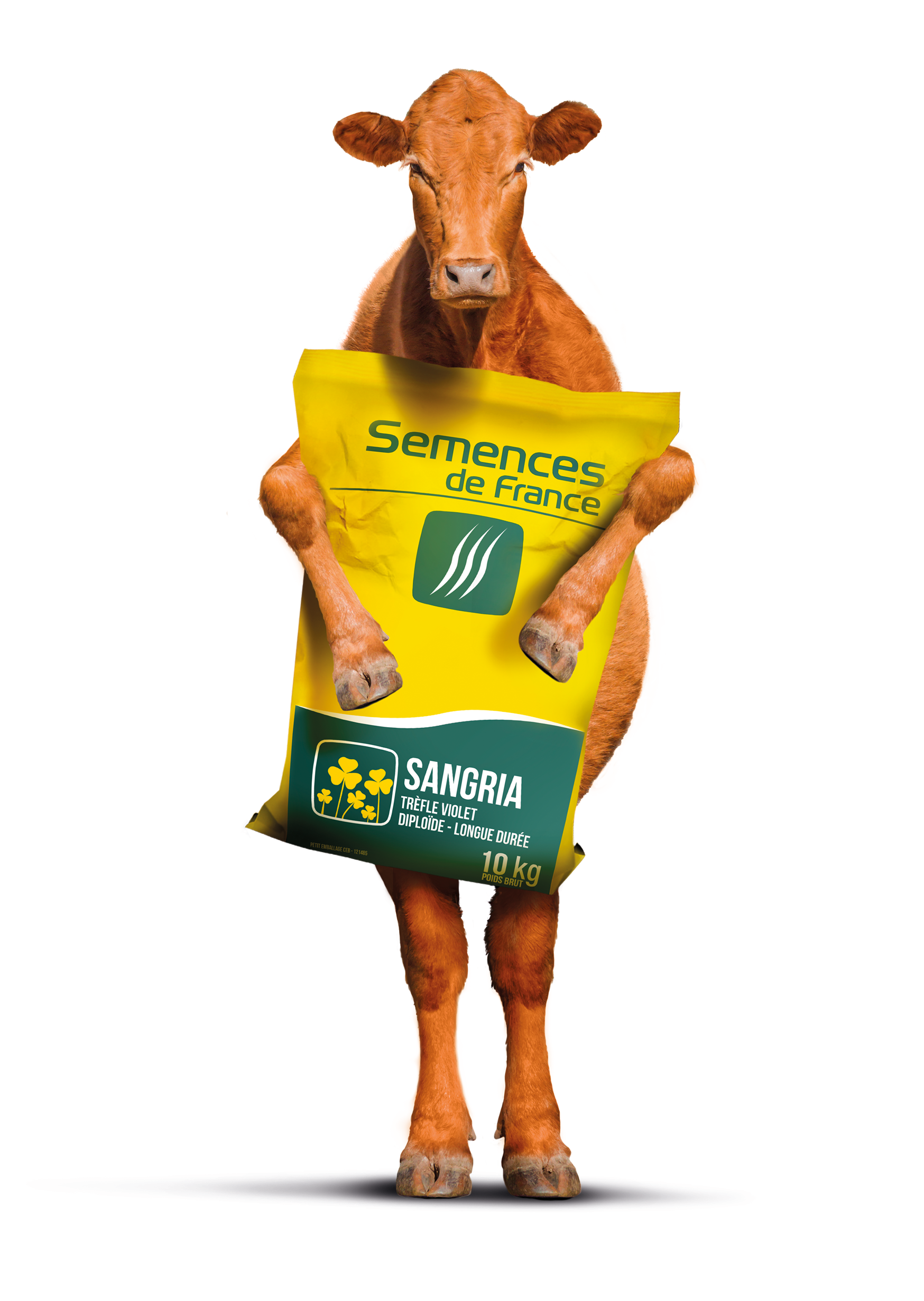 vache_sangria