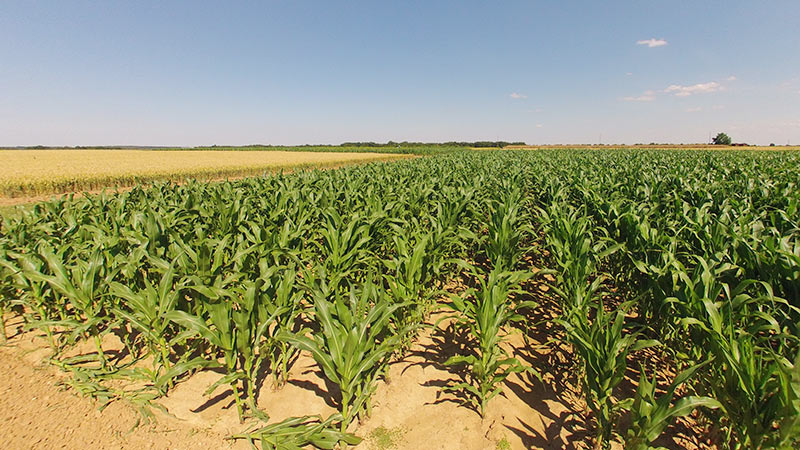 Fertilisation azotée sur blé : quelle stratégie adopter dans ce contexte ?
