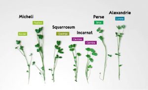 Trèfles Annuels Semences de France