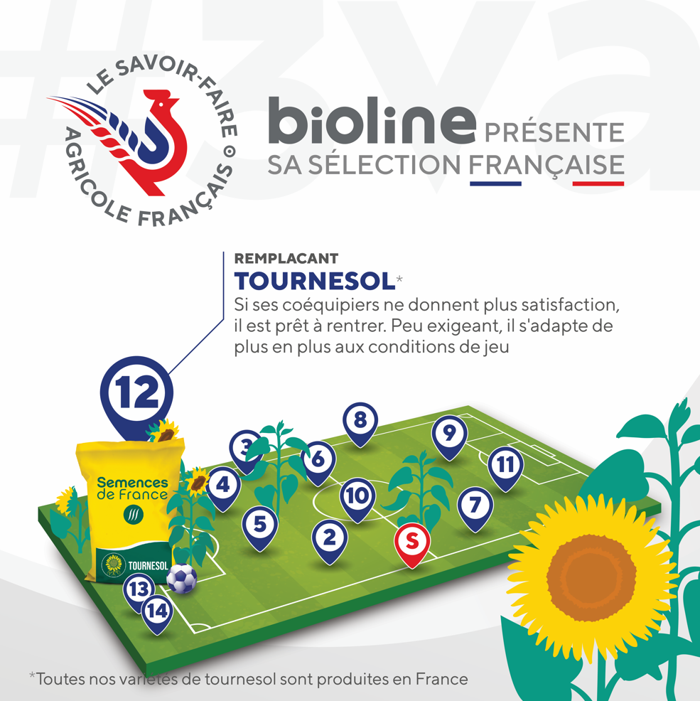 tournesol2