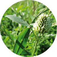 Caractéristiques des varietes_trefle squarro